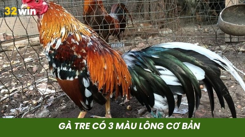 Tùy theo chủng loại mà gà tre có màu lông khác nhau