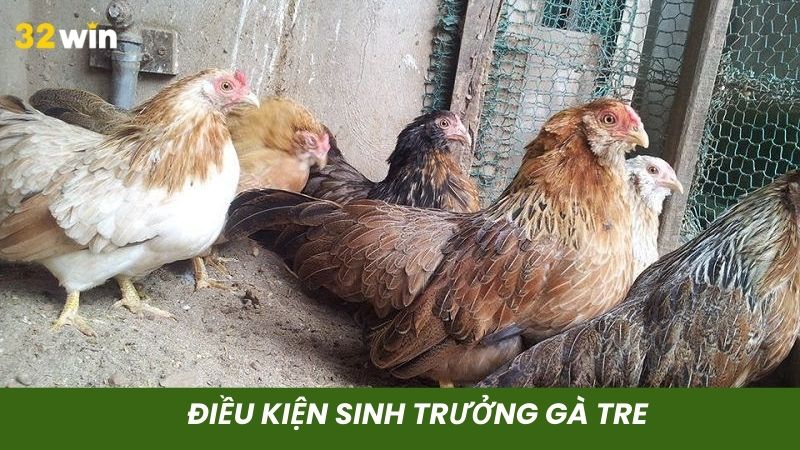 Gà tre sinh trưởng tốt ở điều kiện thoáng mát
