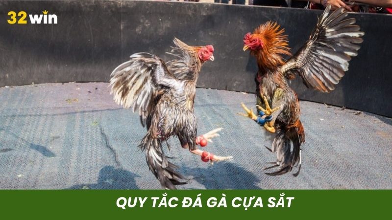 Thời gian mỗi hiệp đá gà cựa sắt diễn ra nhanh do sát thương mạnh