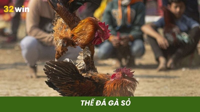 Thế đá gà sỏ tấn công điểm yếu đối phương