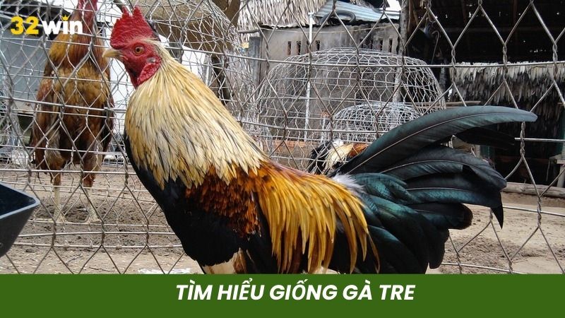 Gà tre được các sư kê nuôi nhiều tại Việt Nam
